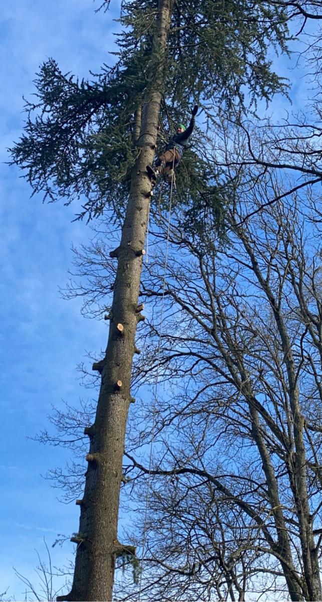Élagage à Orléans