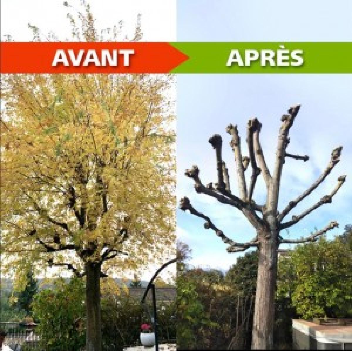 Élagage à Saran