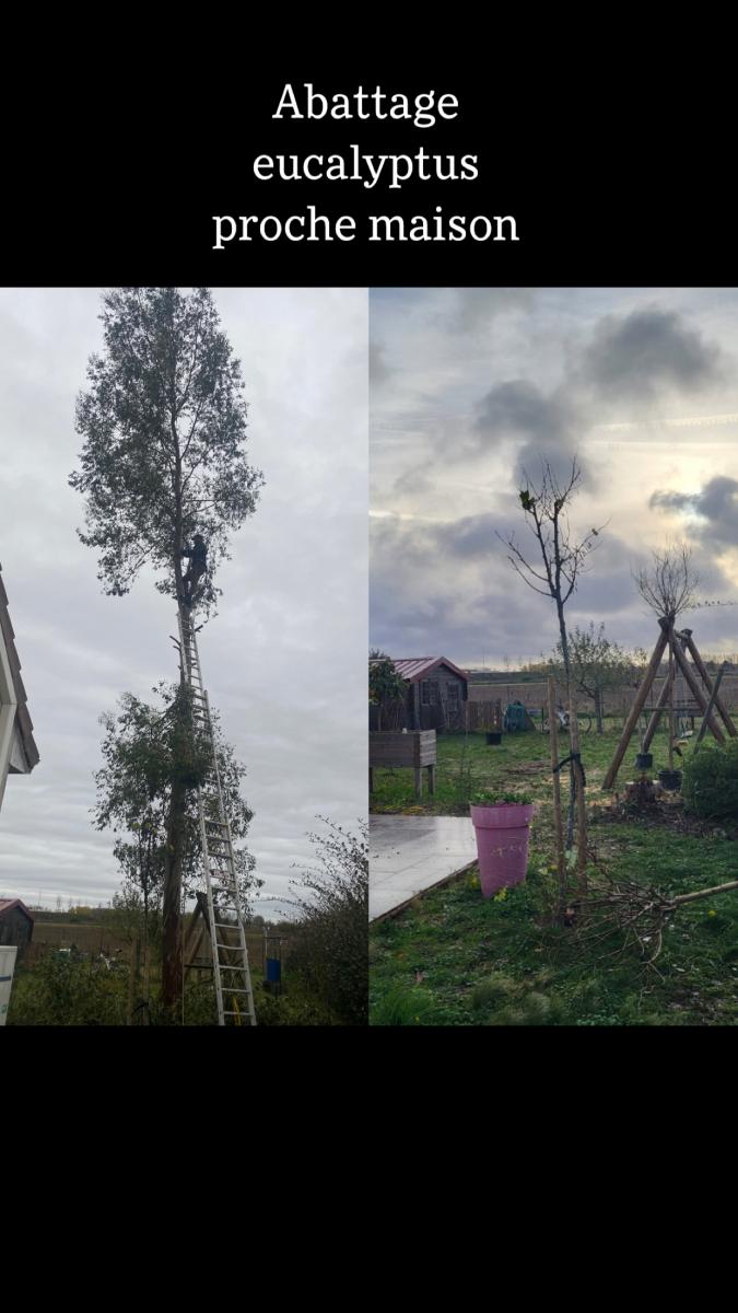 Élagage à Olivet