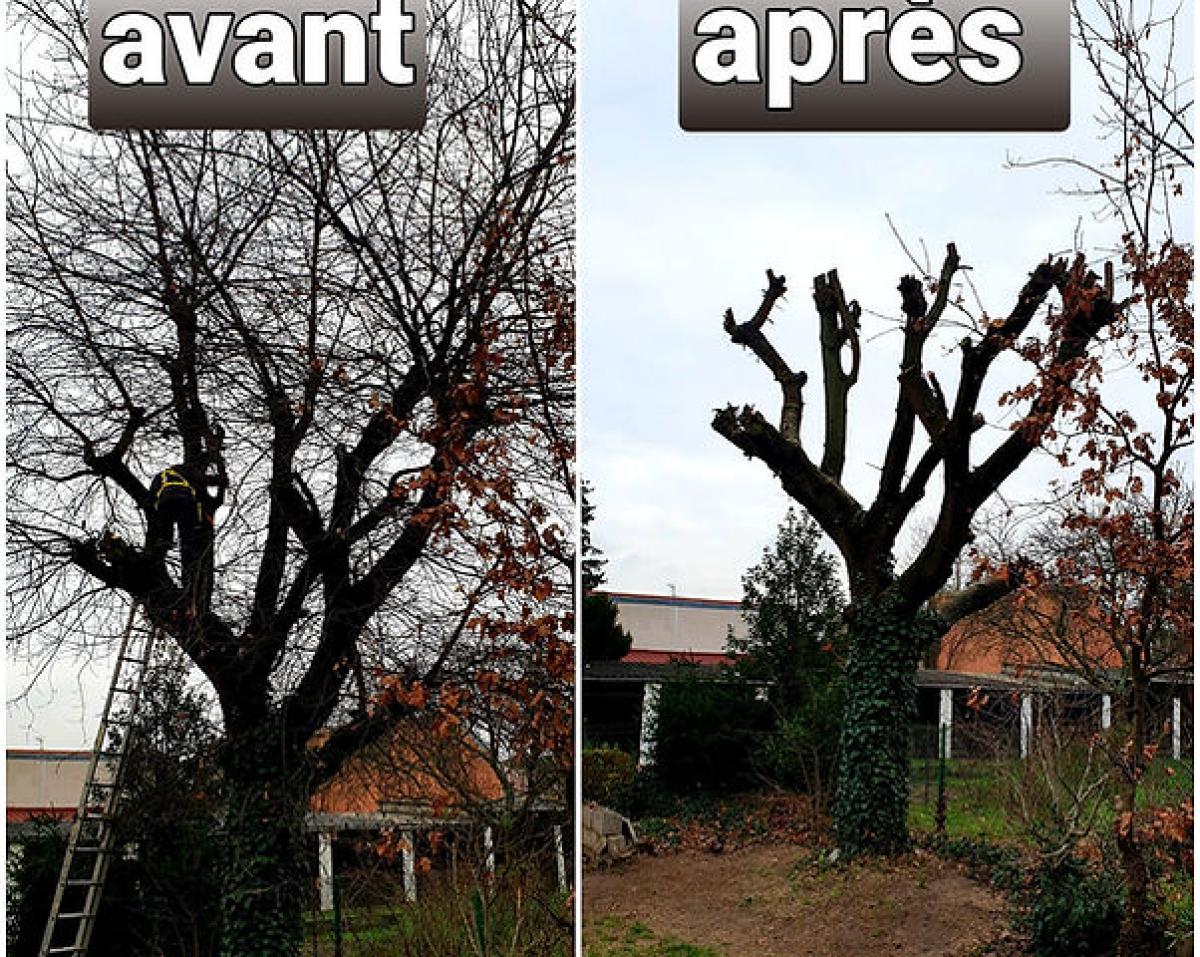 Élagage à Pithiviers