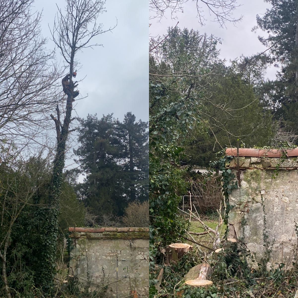 Élagage à Orléans