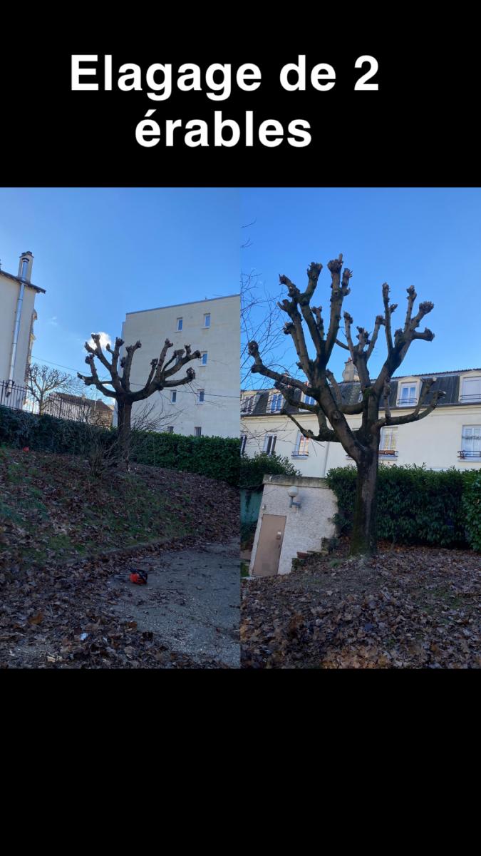 Élagage à Orléans