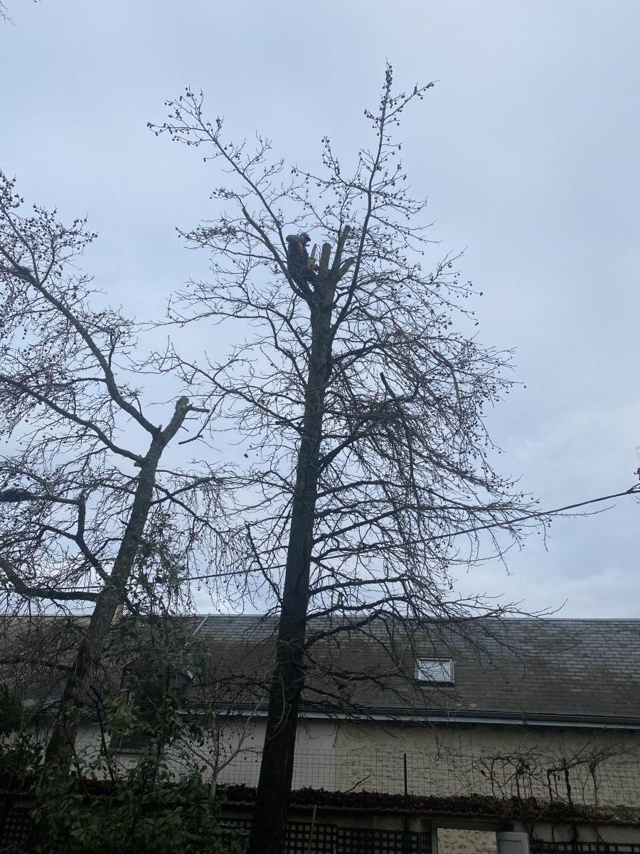 Élagage à Pithiviers
